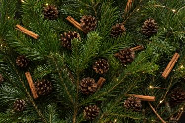 Going green: Are fake Christmas trees more eco-friendly than the real thing? thumbnail image