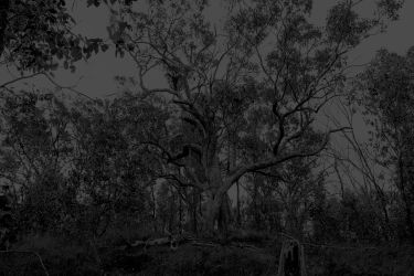 Gum trees in silhouette