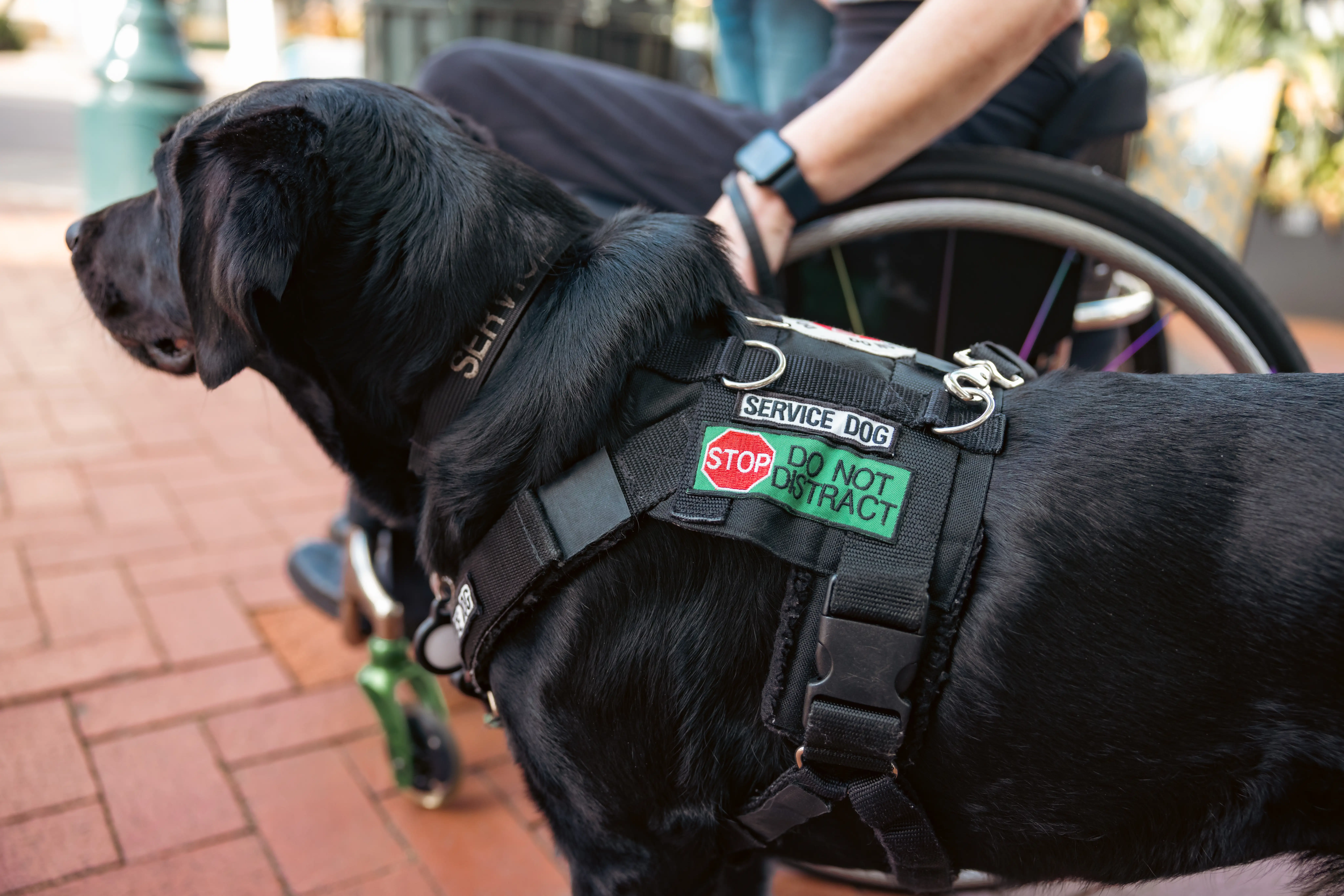 Service dog waiting beside his human in a wheelchair