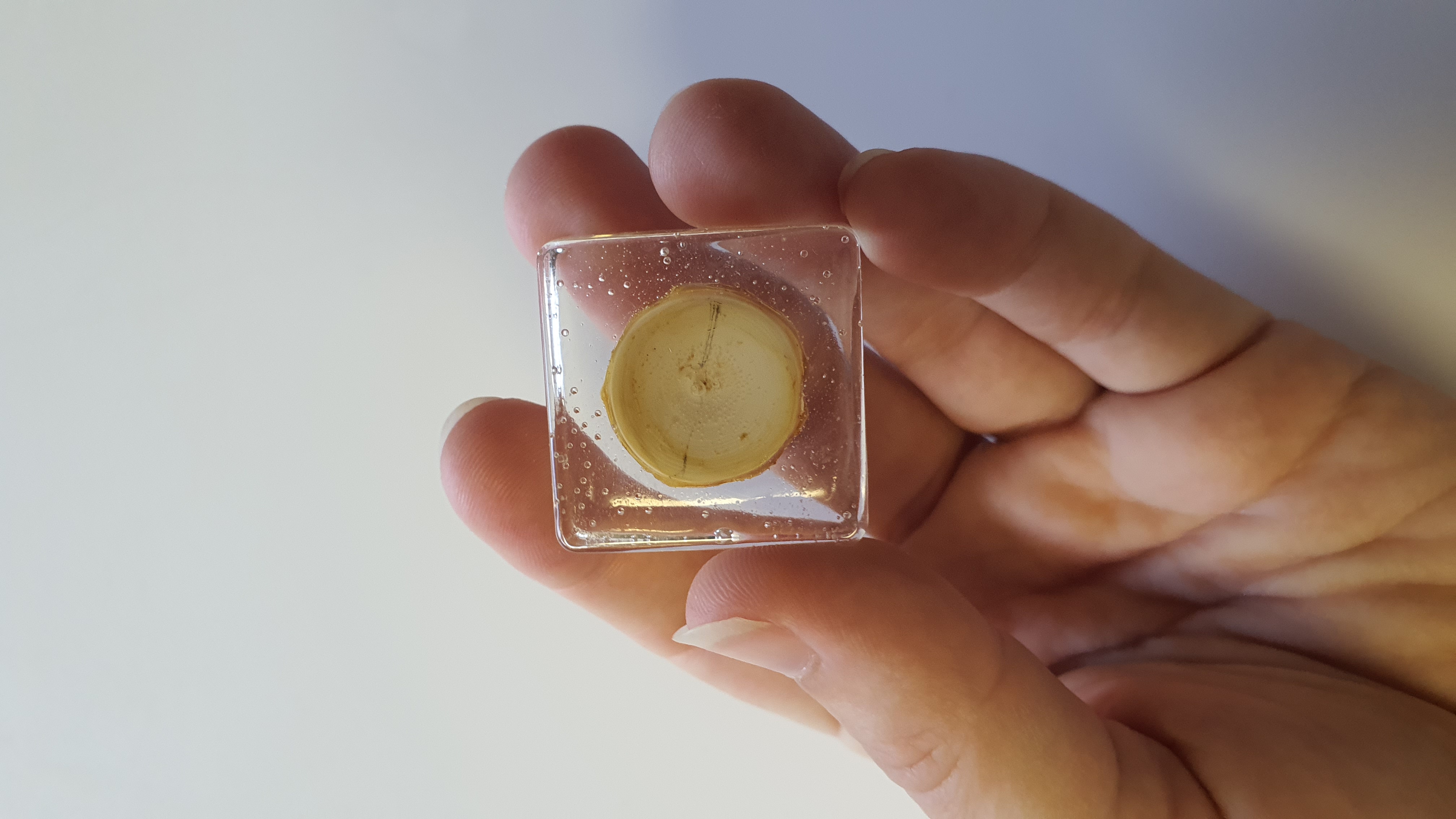 Shark vertebrae sample in hand