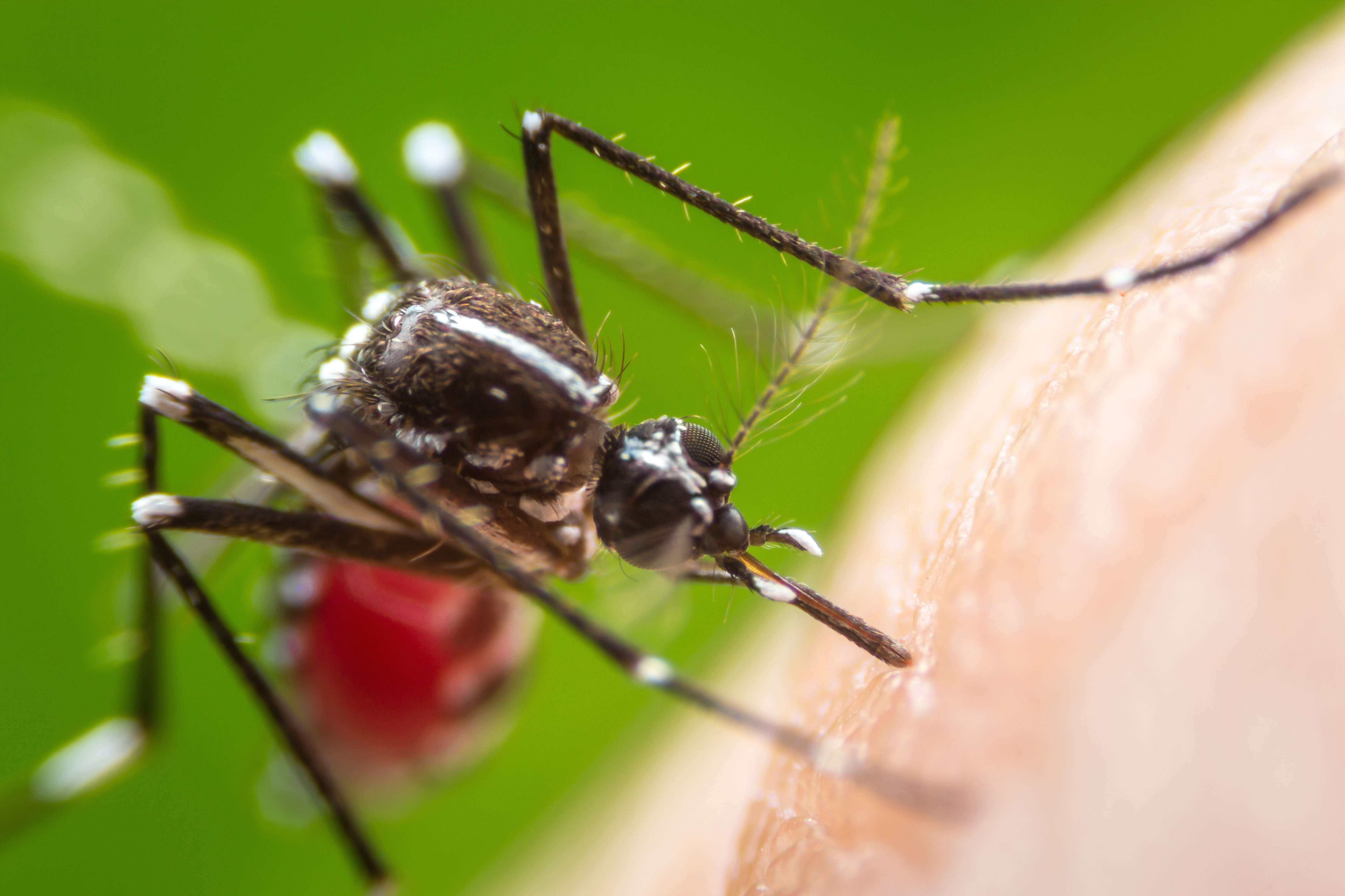 Using mathematics to treat malaria : Find an Expert : The University of ...