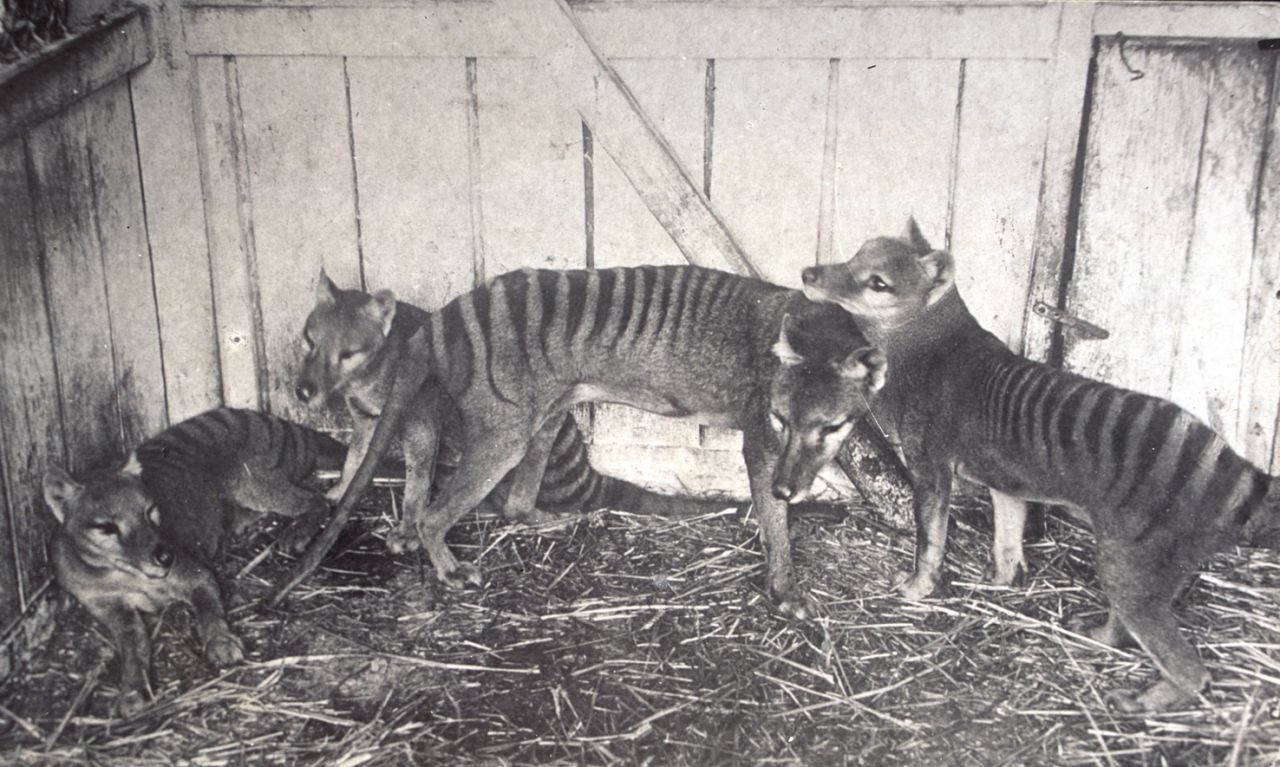 Piecing thylacine DNA back together thumbnail image