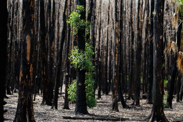 What can Australia’s pandemic response teach us about bushfire recovery? thumbnail image