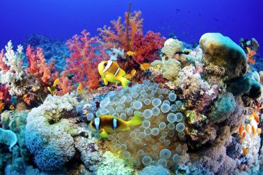 Breeding baby corals for warmer seas thumbnail image