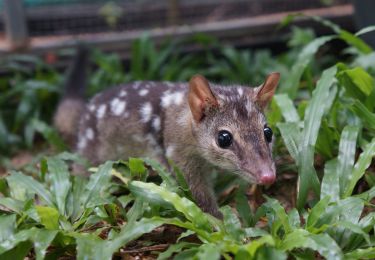 Speeding natural selection in the name of conservation thumbnail image