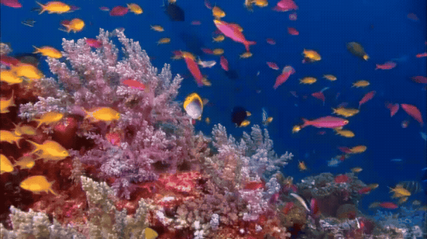 Fish swim among a colourful coral reef