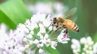 Air pollution makes it harder for insects to find food and mates thumbnail image