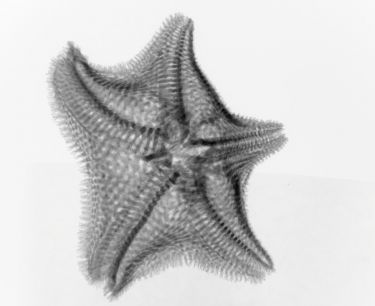 3D scanning reveals new (but extinct) star fish thumbnail image