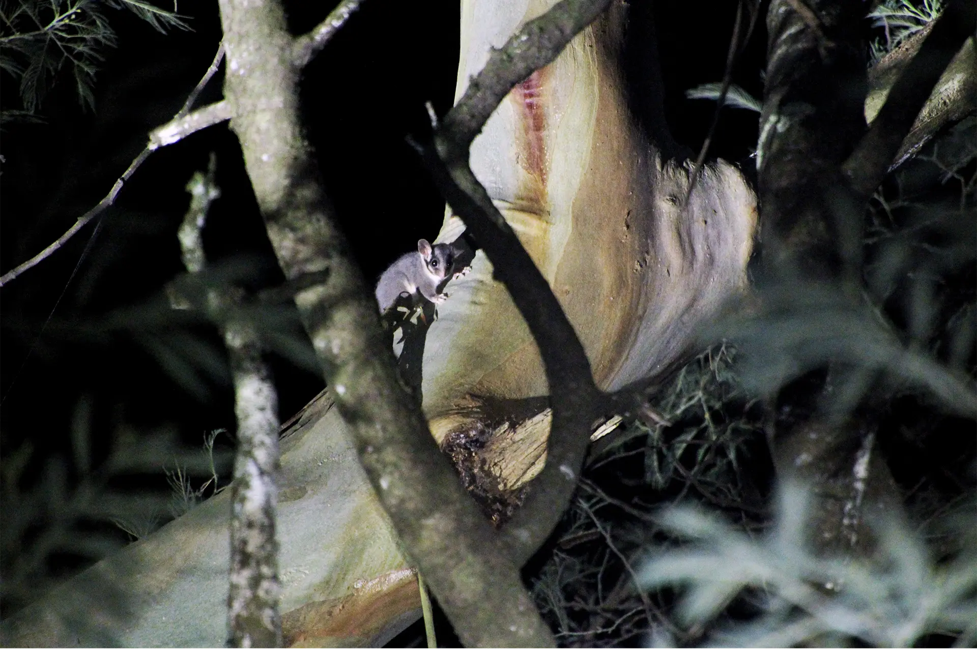 Leadbeater's Possum in a tree at night