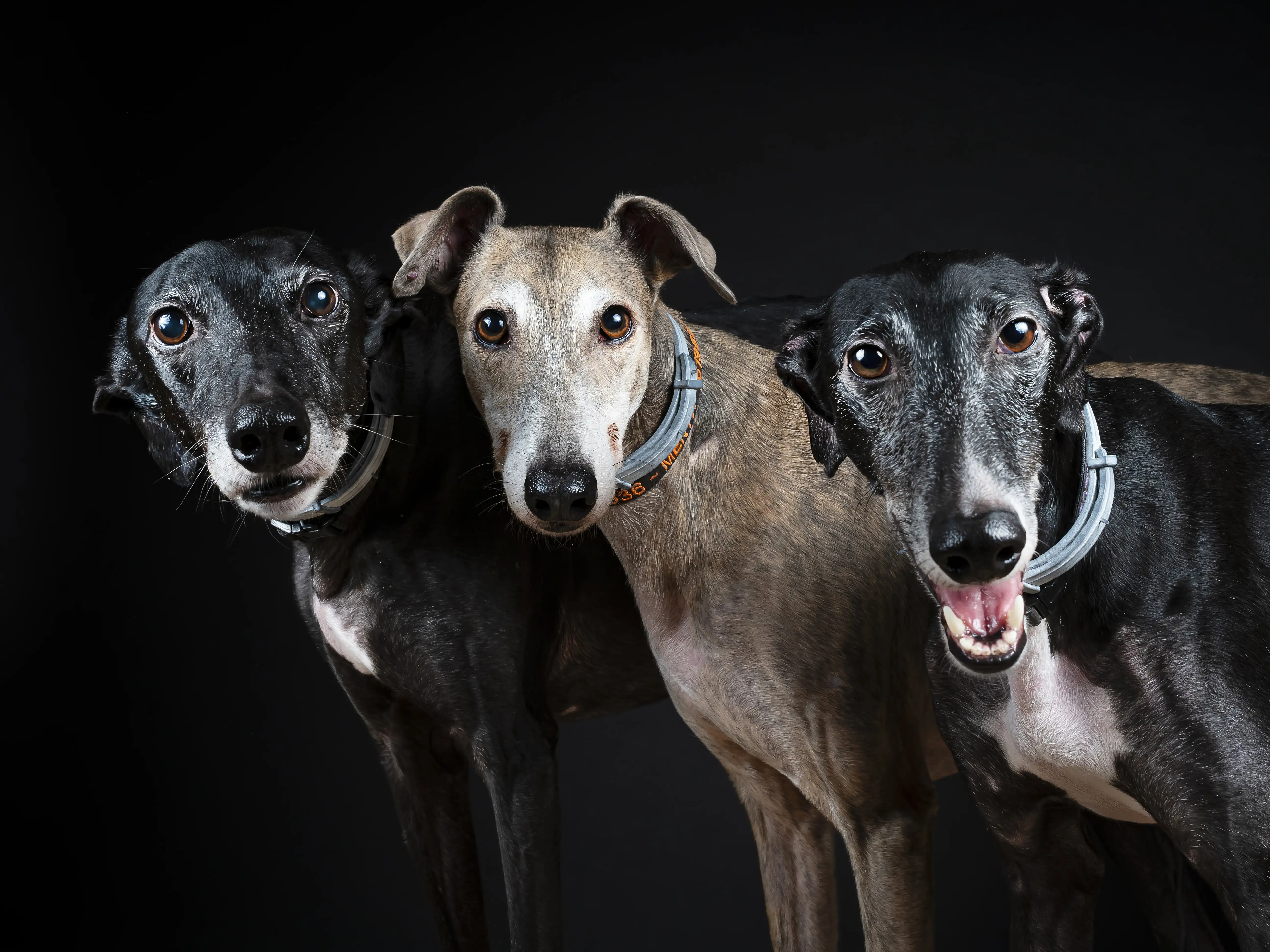 Portrait of greyhounds against black background