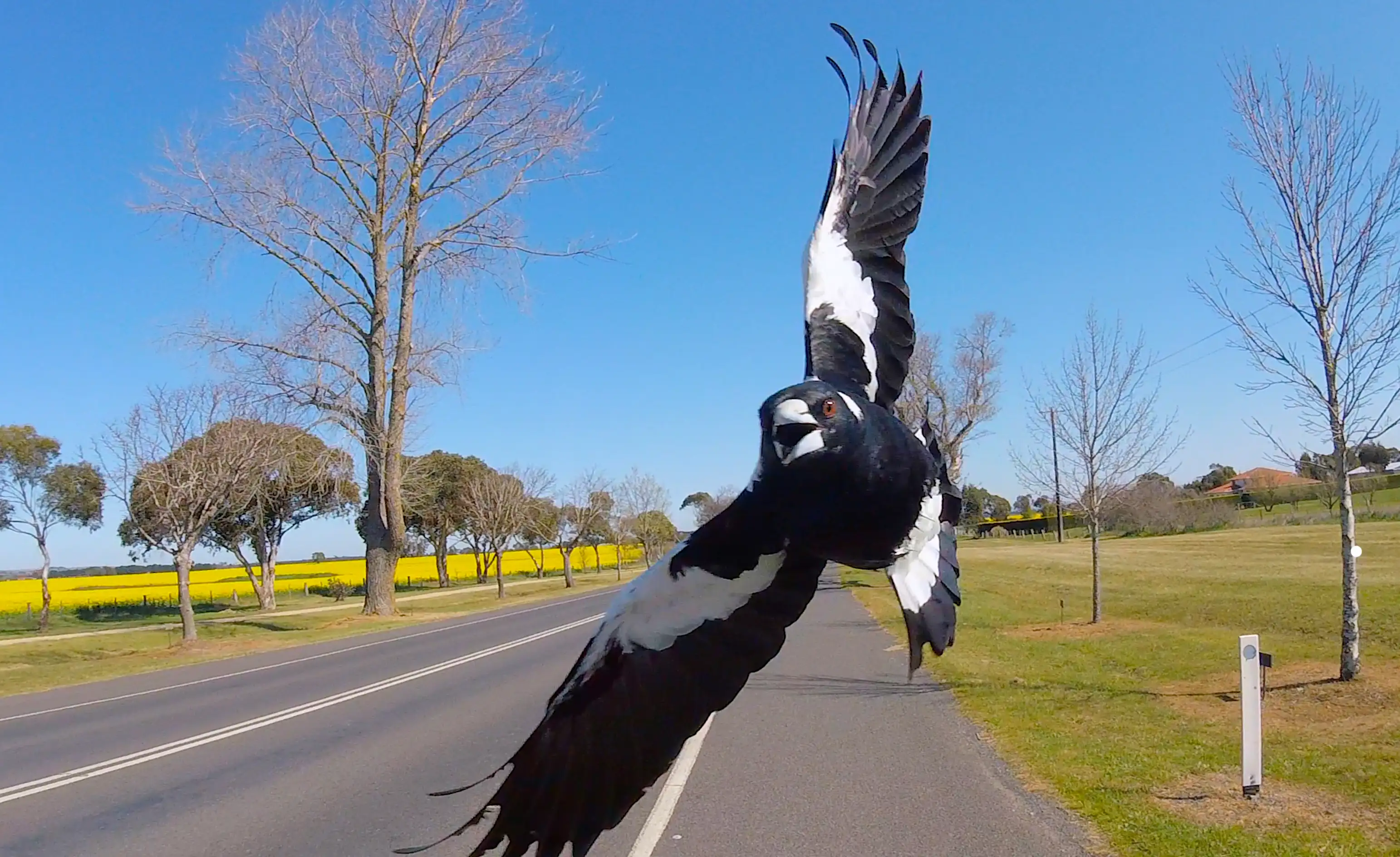 A magpie swooping front on to the camera 