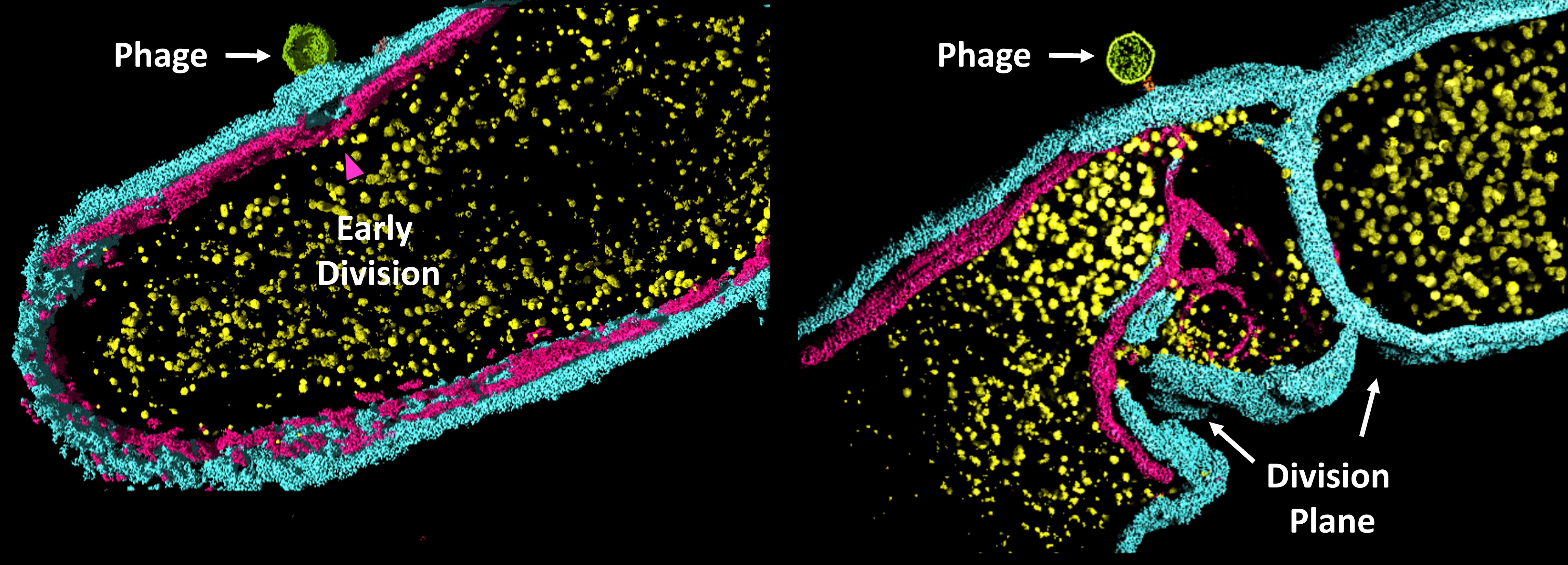Phage with bacteria segmented