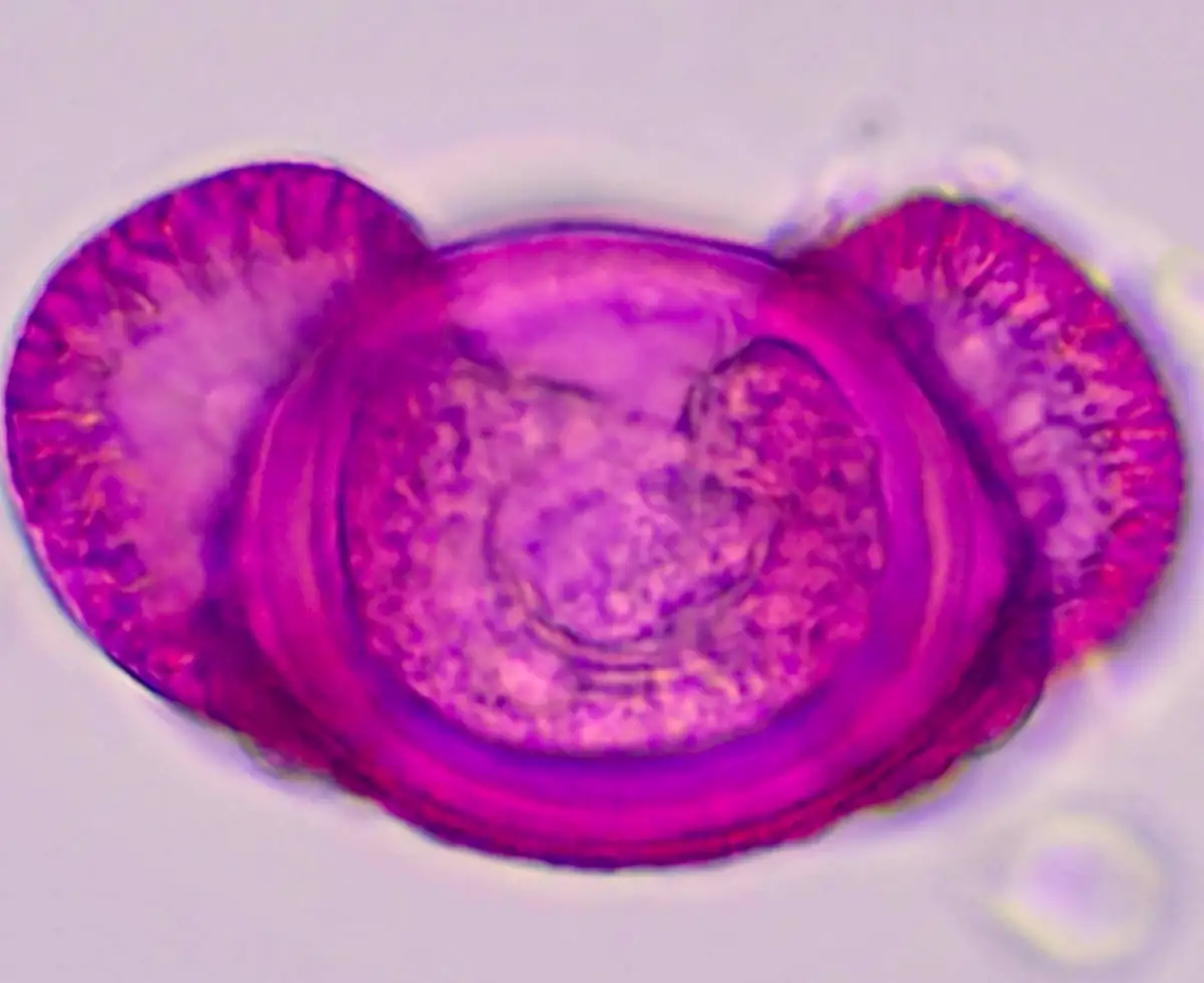 A scientific slide showing a microscopic view of pine pollen