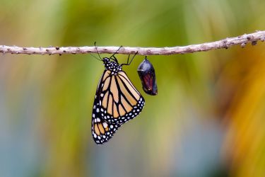 Insects have more complex immune systems than we thought thumbnail image