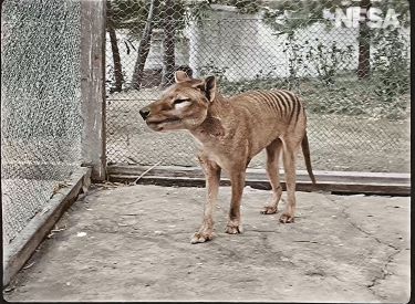 The 9 steps to de-extincting Australia’s thylacine thumbnail image