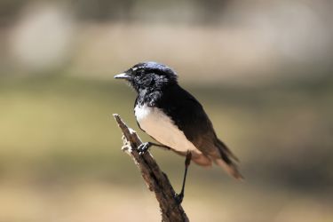 Willie wagtails: The werewolves of the bird world thumbnail image