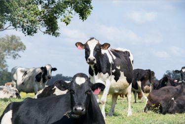 Helping dairy cows to beat the heat thumbnail image