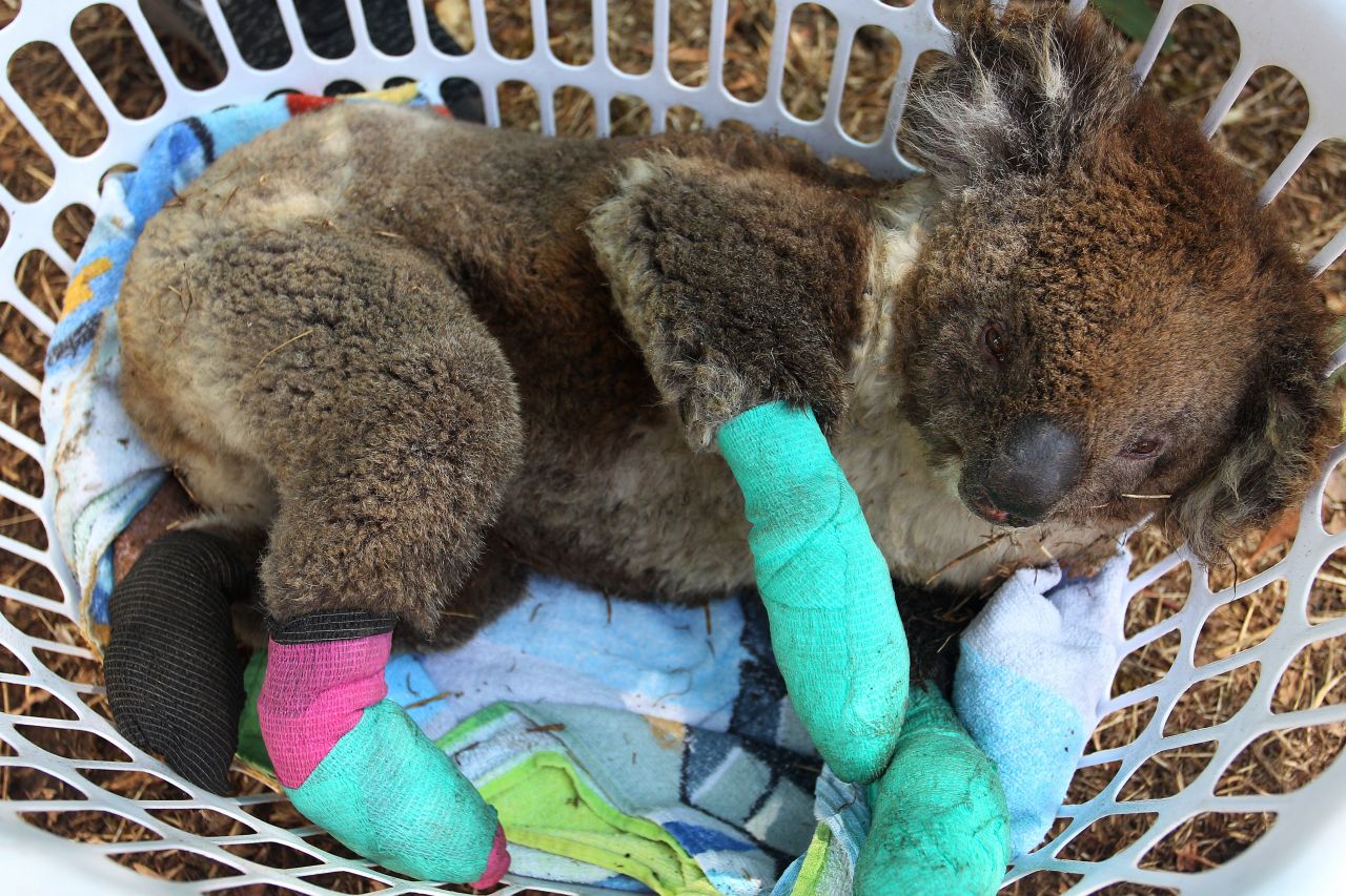 How Australian wildlife live with bushfires - but the price can be high thumbnail image