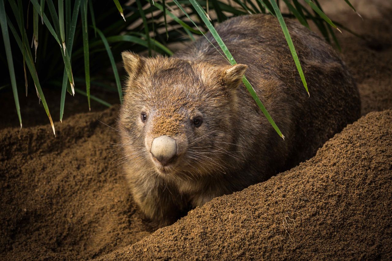 A wombat, a koala and a rabbit in a burrow thumbnail image