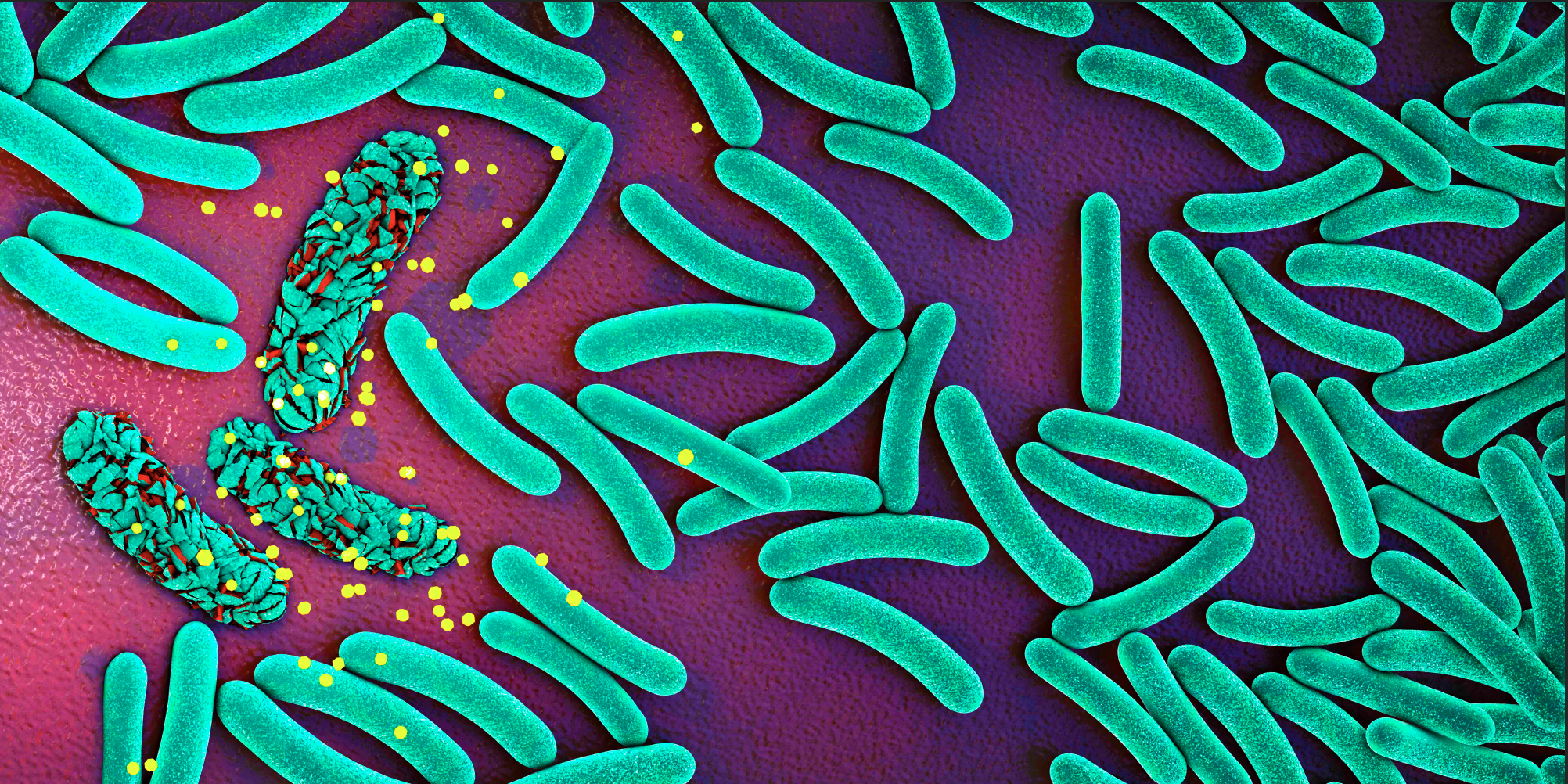 Ecoli dying from antibiotics