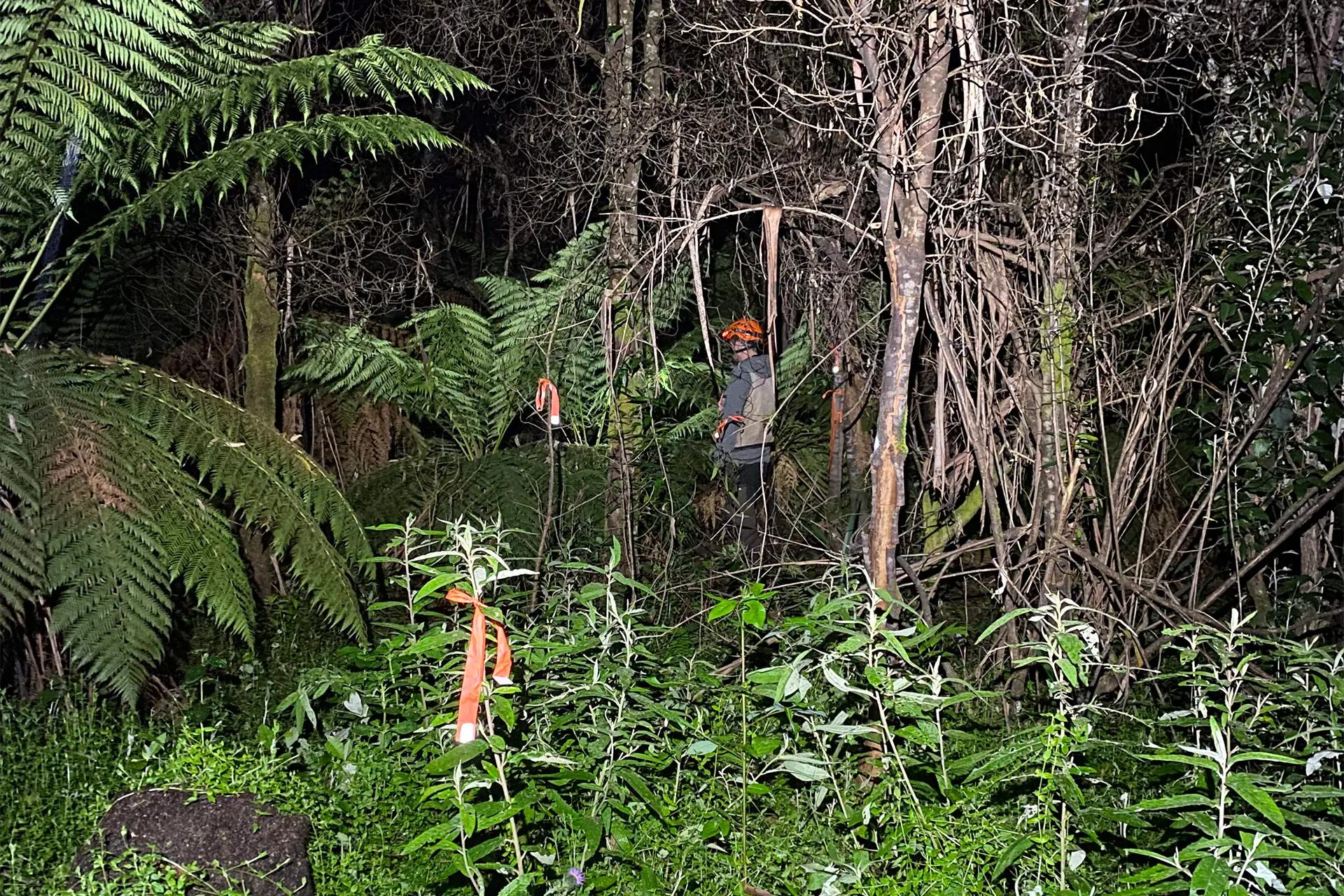 Researcher standing in a forest at night