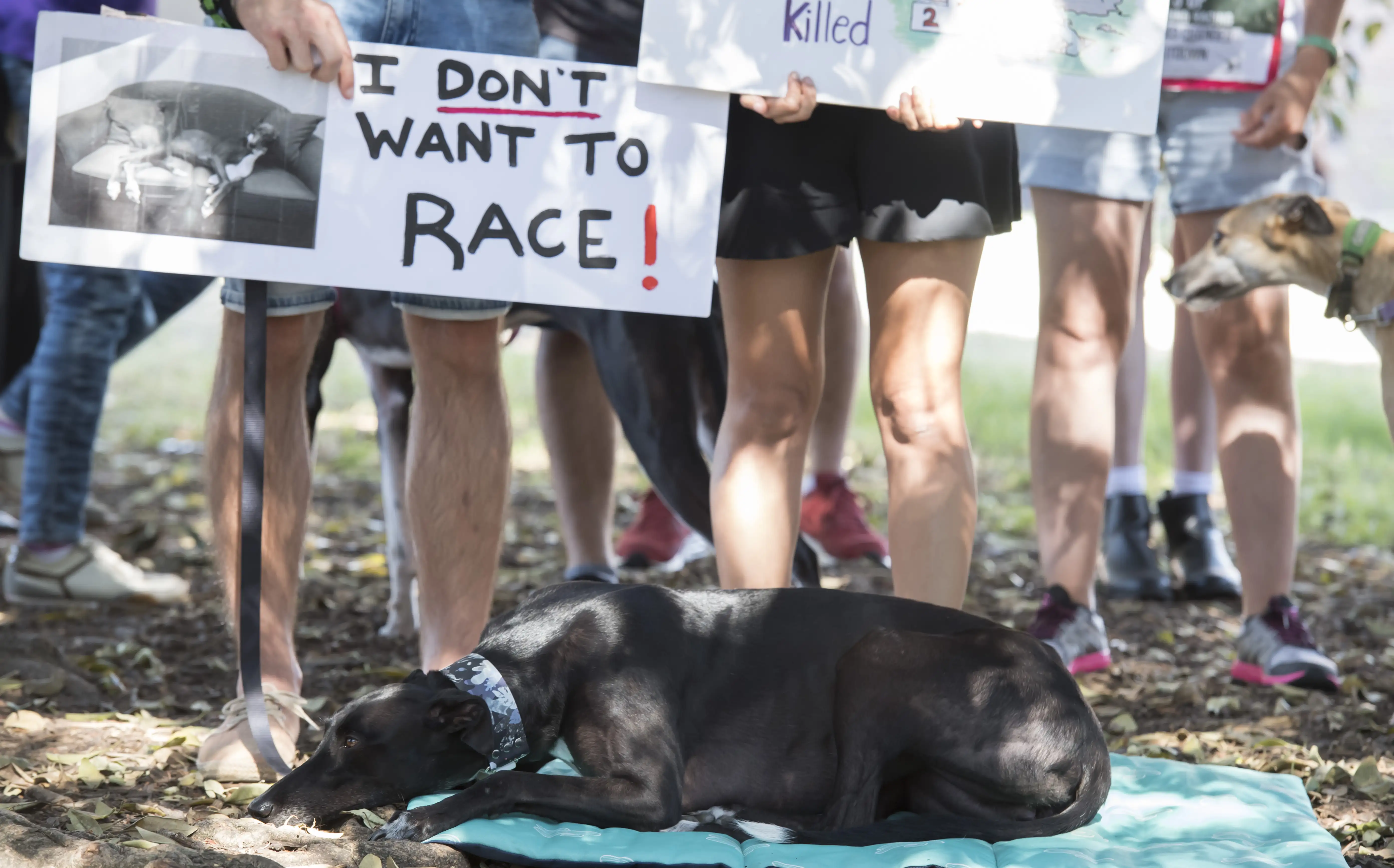 People protest with their greyhounds about racing in Sydney.