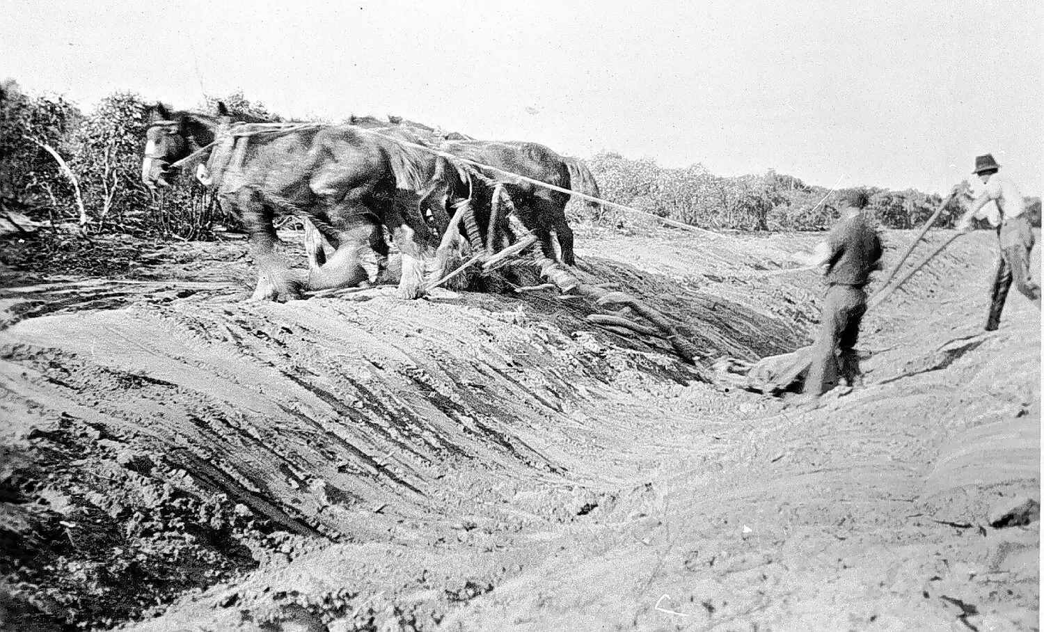 Four draught horses pull a tumble scoop to make a branch channel through virgin mallee in 1922.