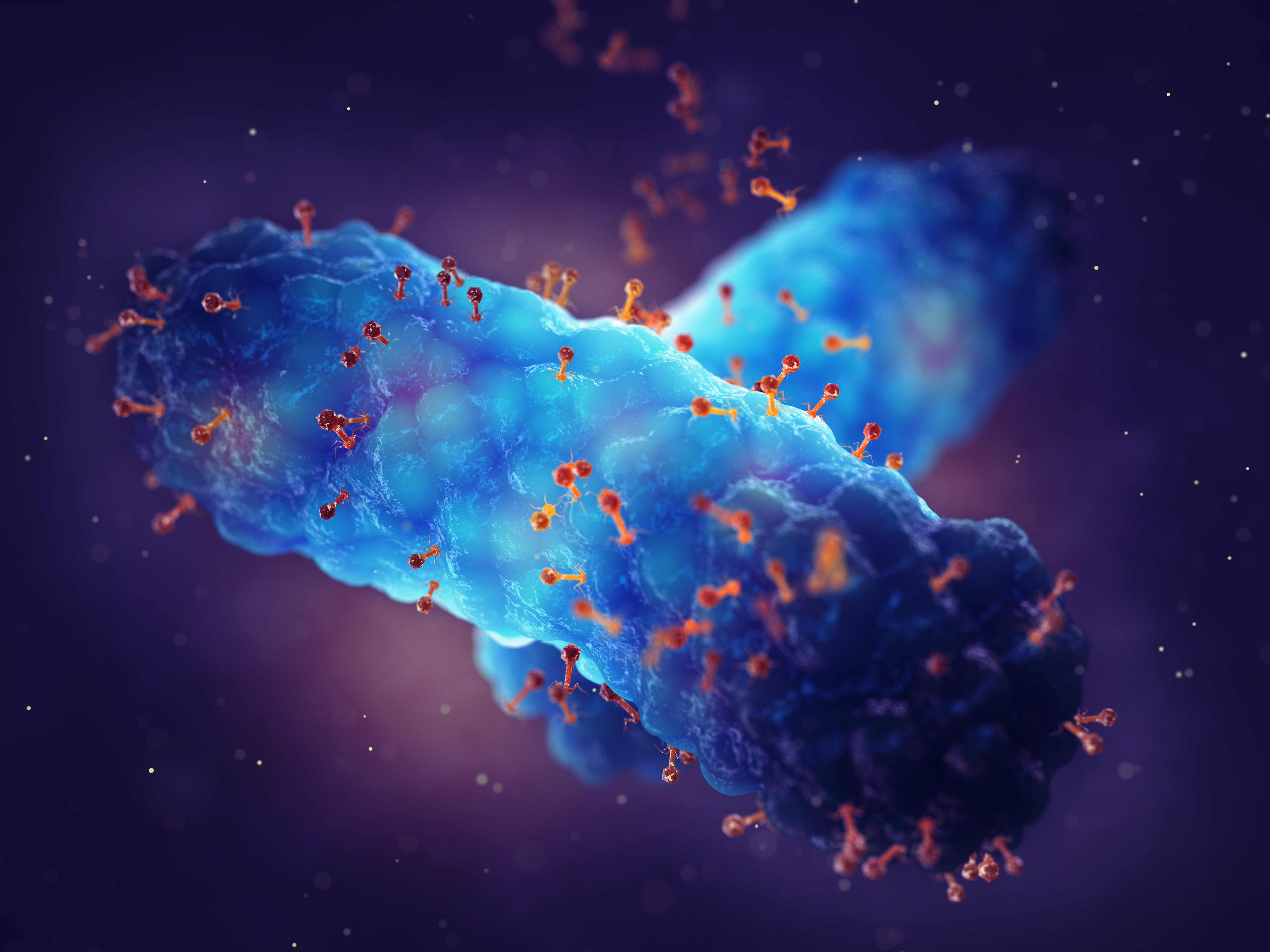 Bacteria and phages