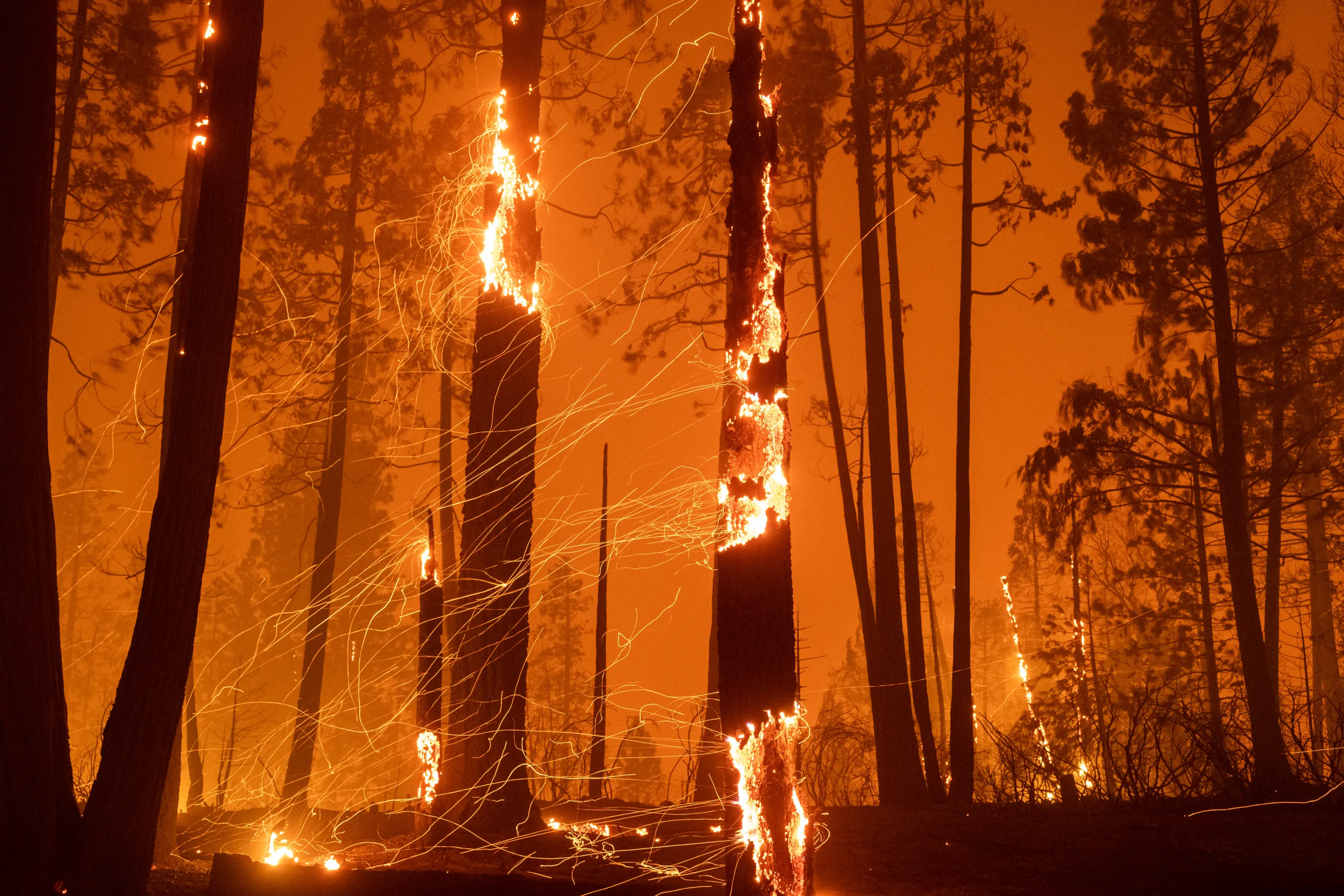 Trees glow red and orange and yellow in an intense bushfire