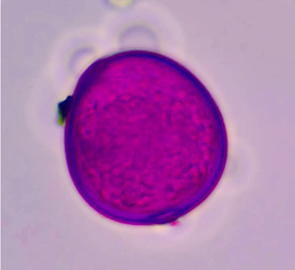 A scientific slide showing a microscopic view of grass pollen