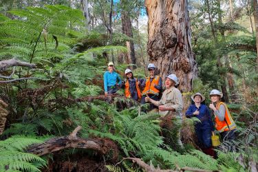 The great tree census of 2023 thumbnail image