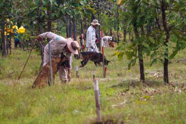 The treatments keeping landmine detection dogs in the field thumbnail image