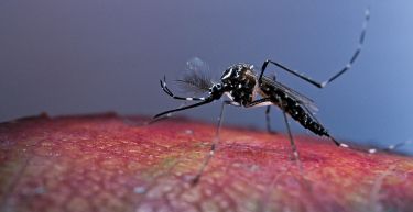 Dengue-blocking mosquitoes here to stay thumbnail image