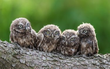 Managing your family’s cabin fever thumbnail image