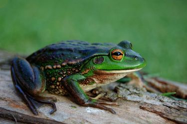 The threatened species in our urban jungle thumbnail image