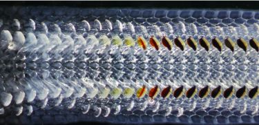 Magnetic teeth revealed using quantum imaging thumbnail image