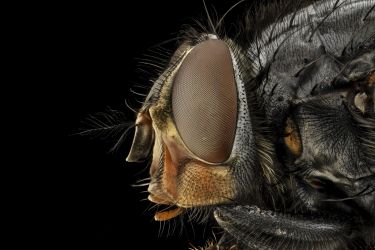 Fighting back against the Australian blowfly thumbnail image