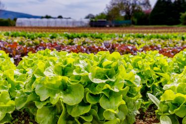 How do we get antibiotic resistance genes in a salad? thumbnail image