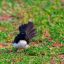 Willie wagtails: The werewolves of the bird world | Pursuit by the ...