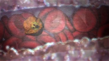 Exposing malaria’s atomic machinery thumbnail image