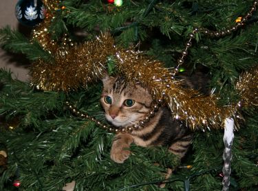 Why cats obsess over Christmas trees thumbnail image